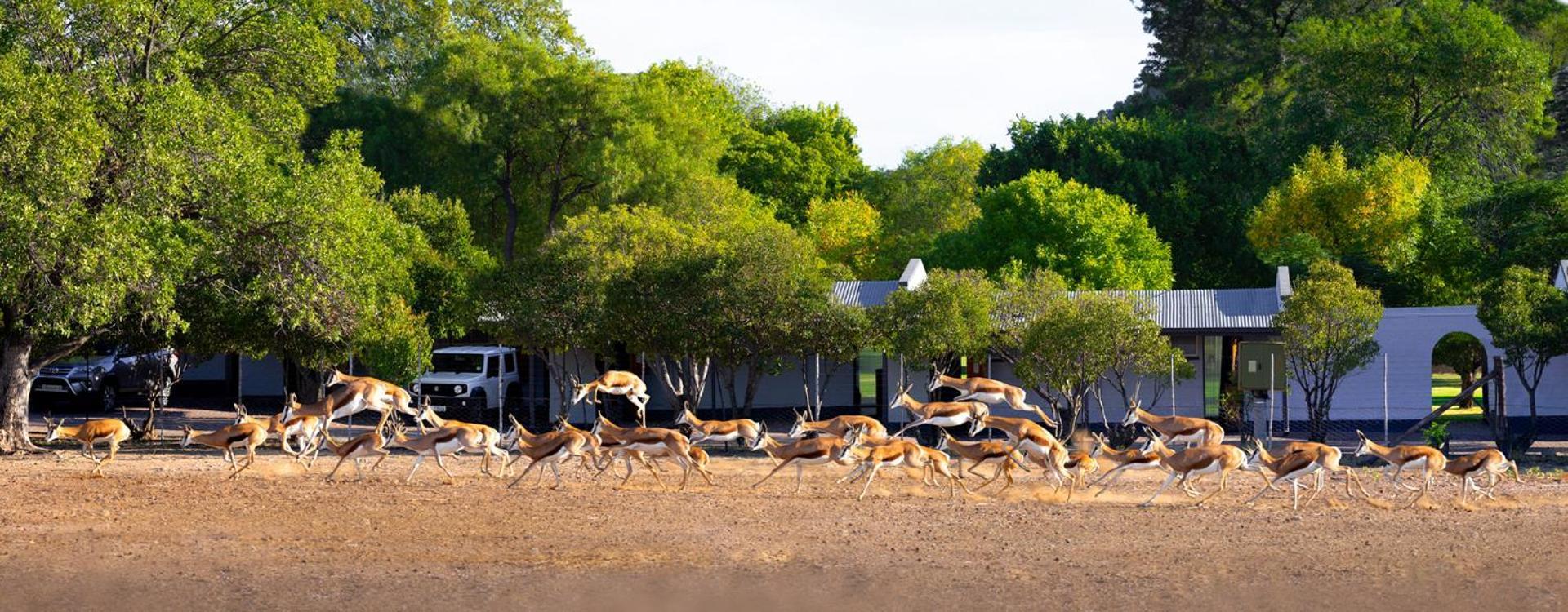Merino Inn Hotel Colesberg Esterno foto
